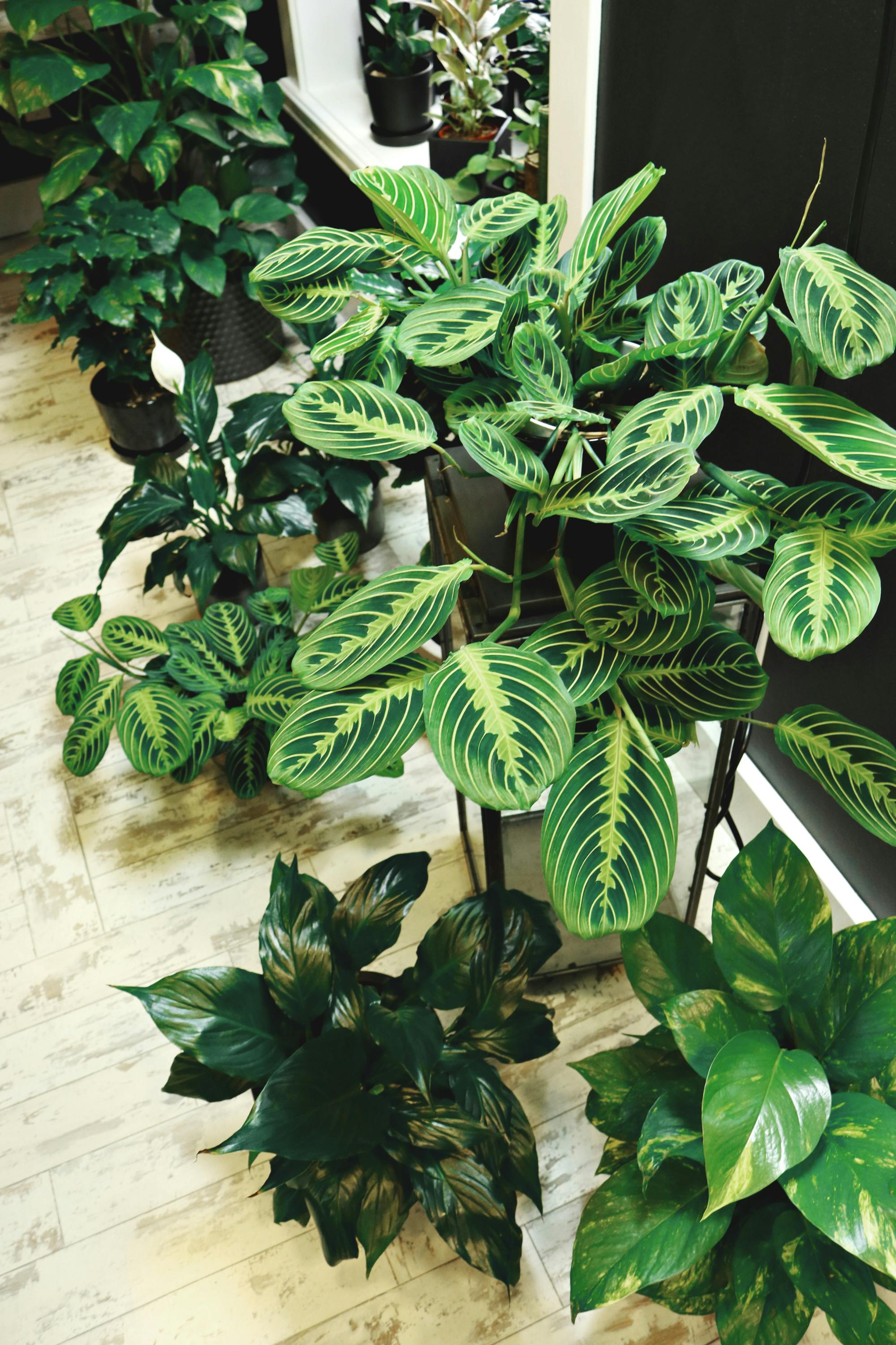Photo of Potted Houseplants · Free Stock Photo