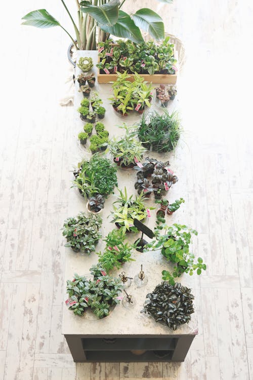 Free Plants on Table Top Stock Photo