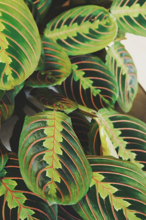 Close-up Photo of Green leafed Plants