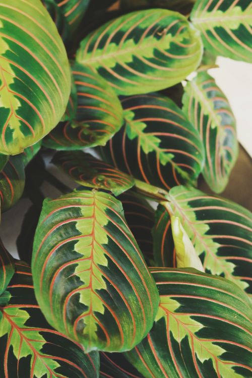 Vivid Green Maranta Leaves with Unique Patterns · Free Stock Photo