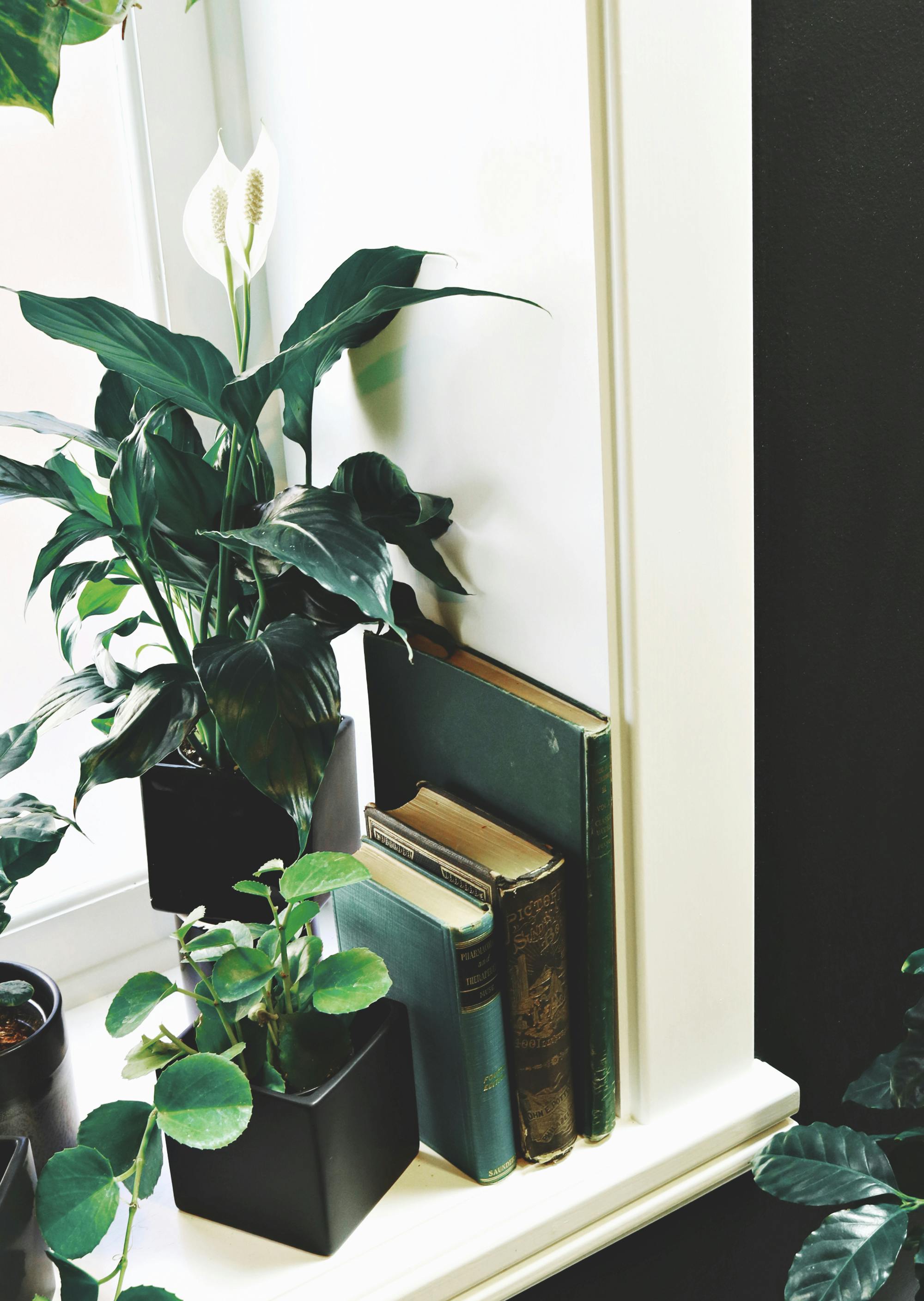 Cute houseplants on dark background house indoor Vector Image