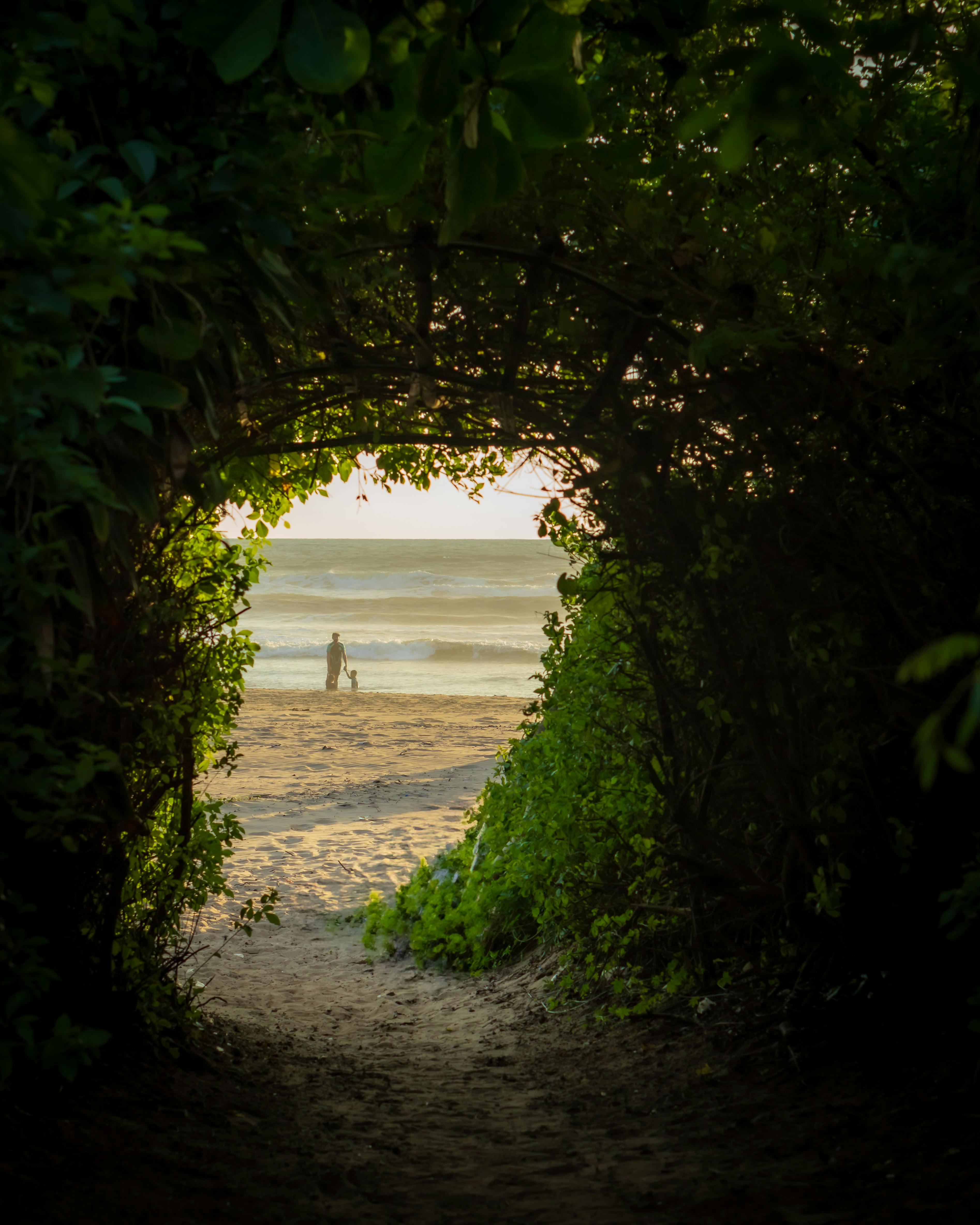 A tranquil pathway through lush foliage leading to a serene beach at sunset.