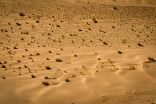Free Expansive desert terrain featuring golden sand dunes with sparse vegetation under the bright sunlight. Stock Photo