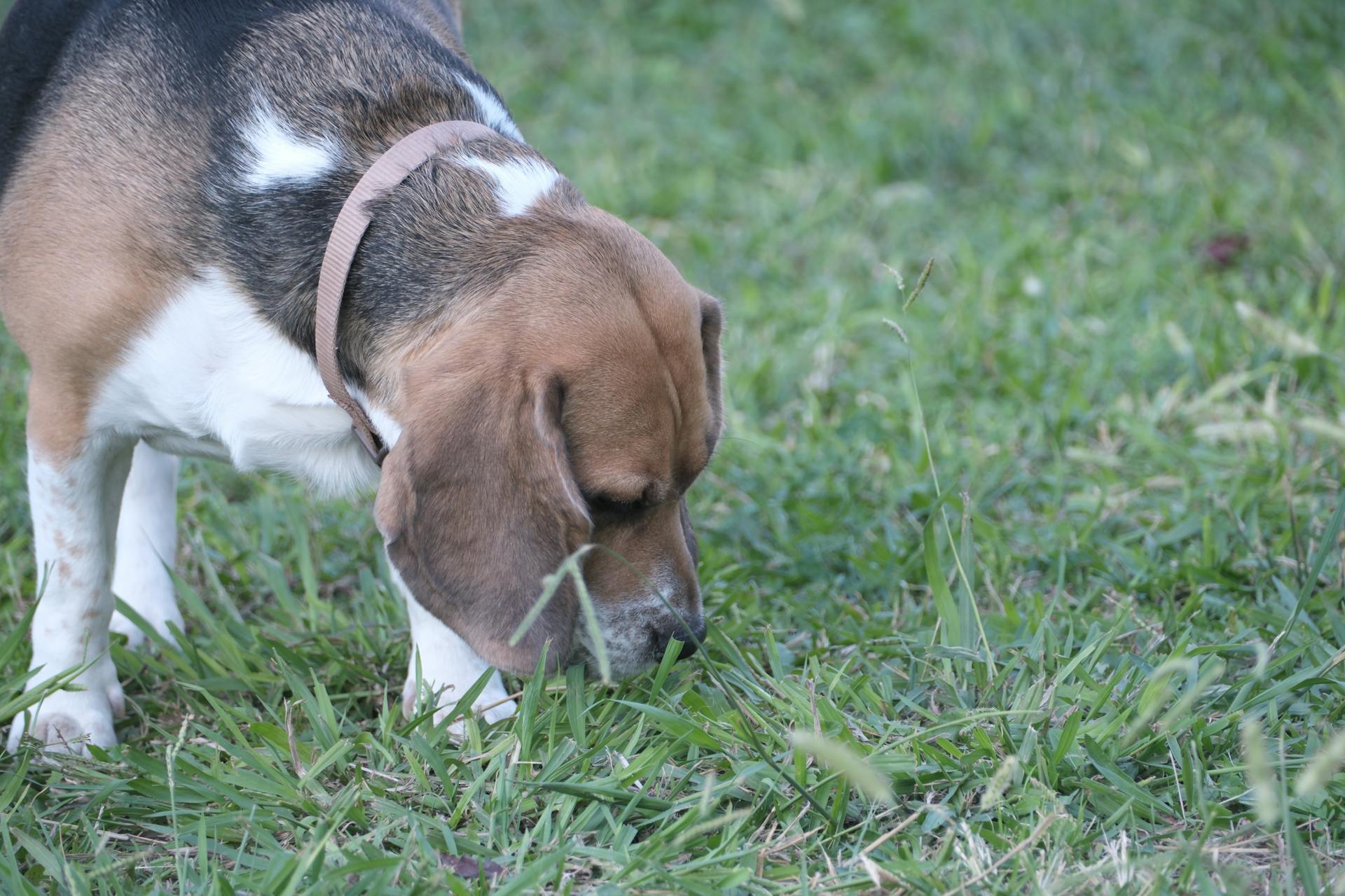 Beagle Dog Sniffing Grass in İzmir Park