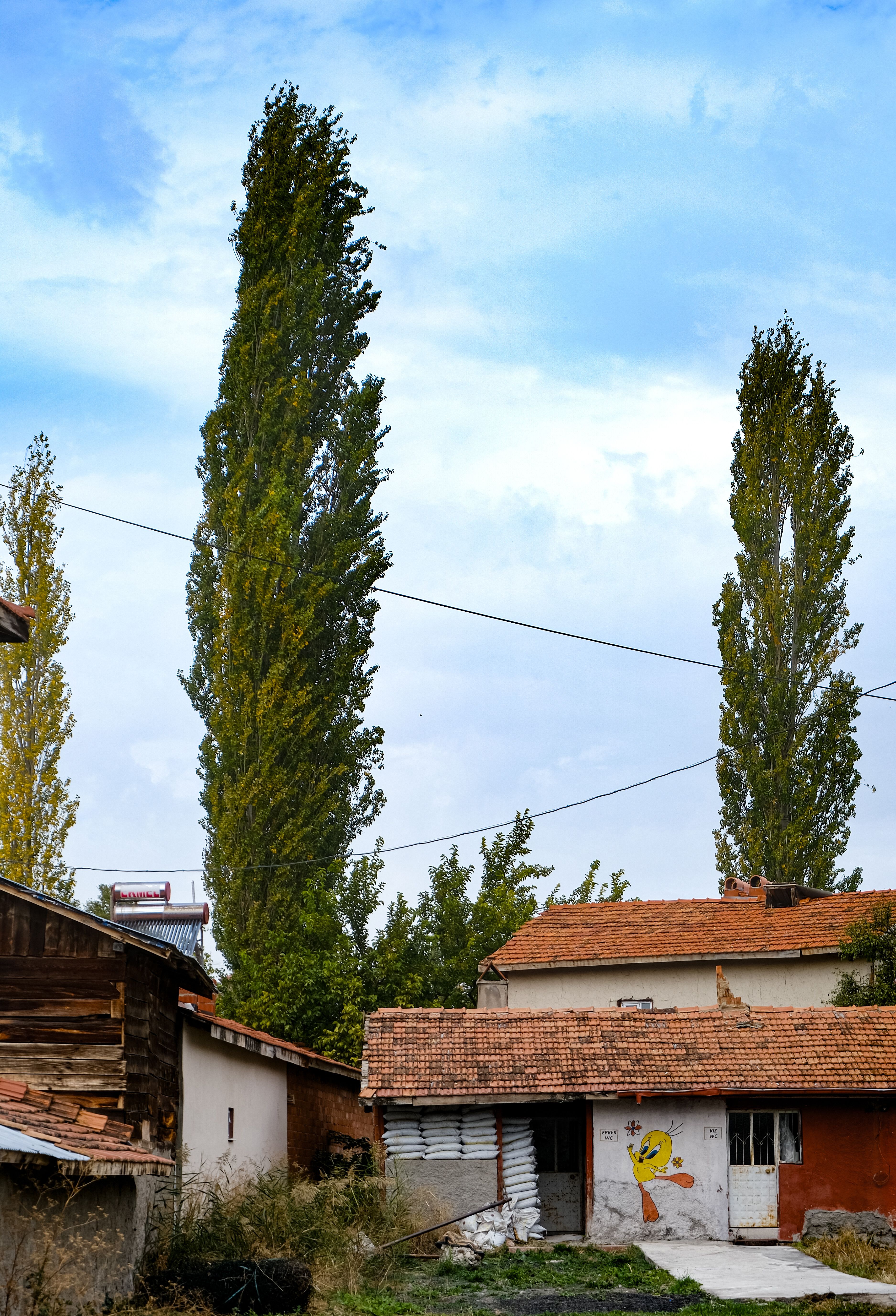 Rustic Village Scene with Tall Trees and Mural · Free Stock Photo