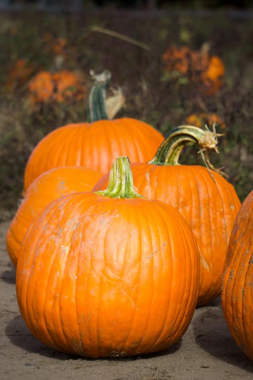 Free Group of vibrant orange pumpkins basking in the sunlight, set in a rural field. Stock Photo