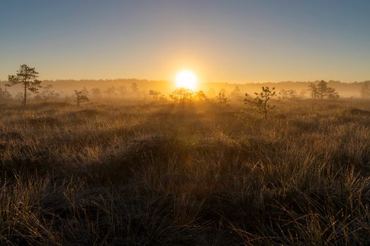 Sunrise illuminating a misty bog with pine trees and soft sunlight rays.