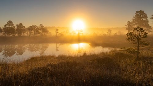 Free Peaceful sunrise over misty bog with pine trees and reflection. Stock Photo