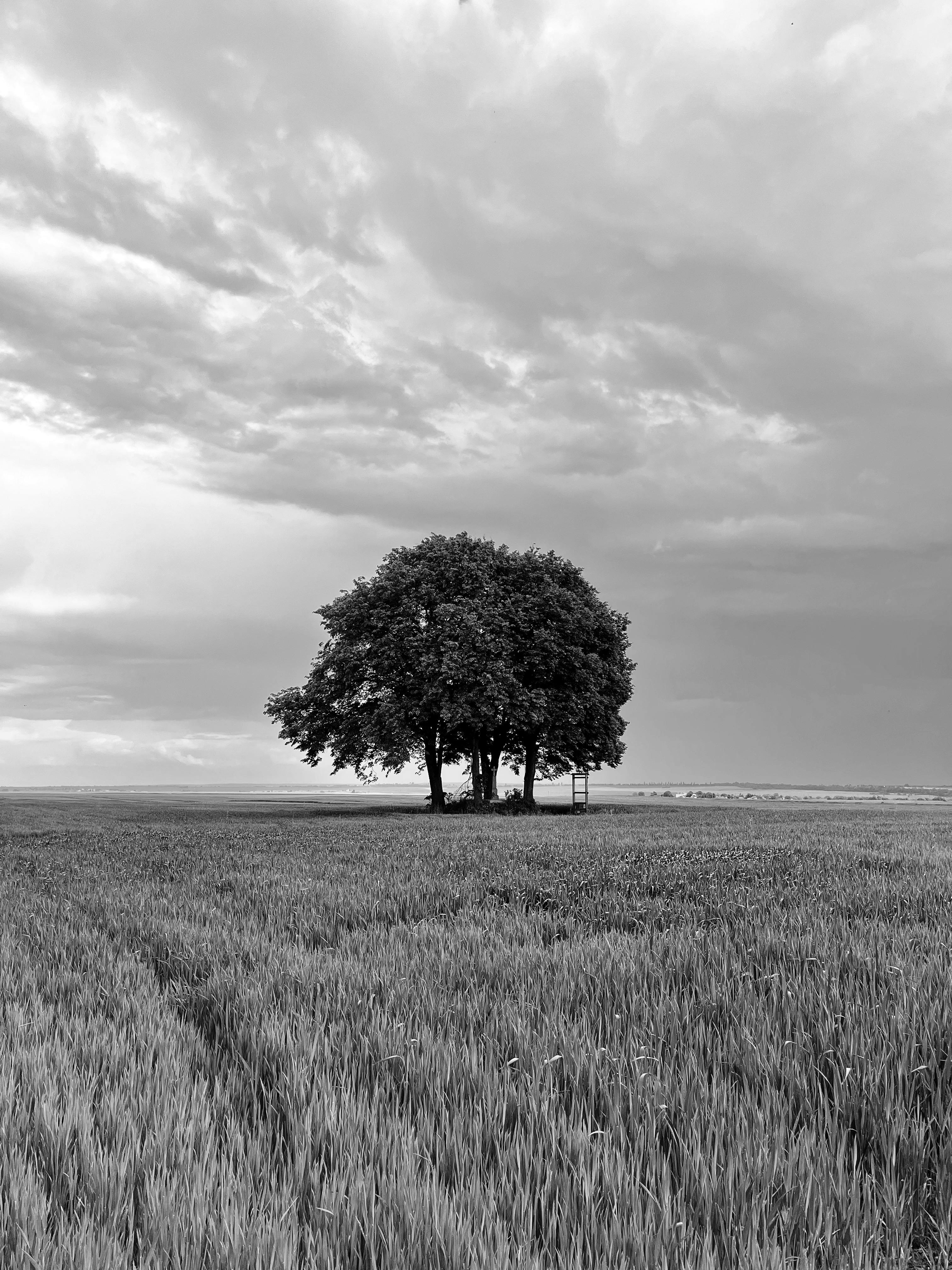 A lone tree stands in a vast Ukrainian wheat field under a dramatic sky.