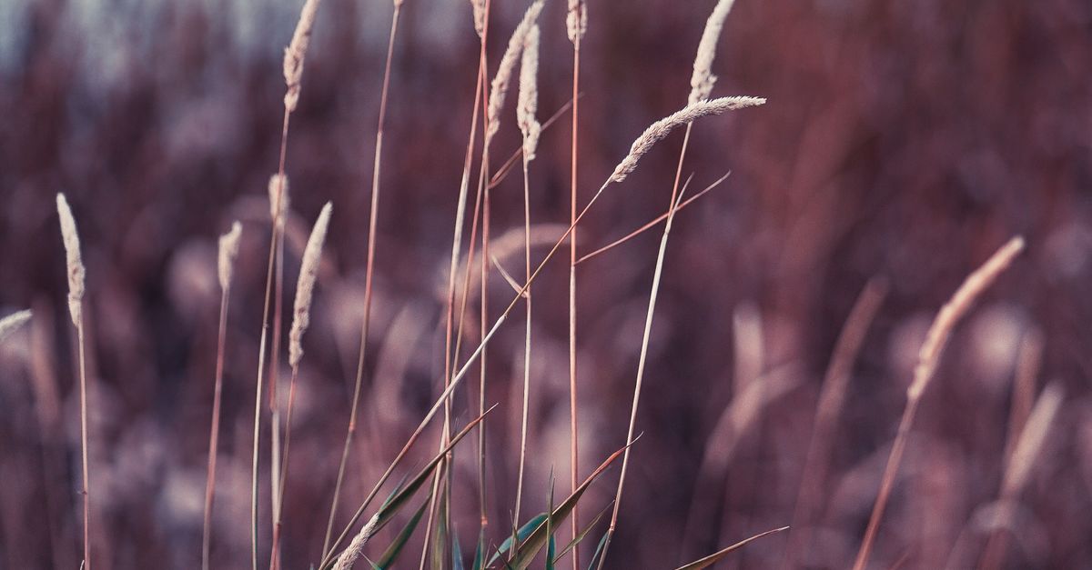 Serene Autumn Reeds by the Pond · Free Stock Photo