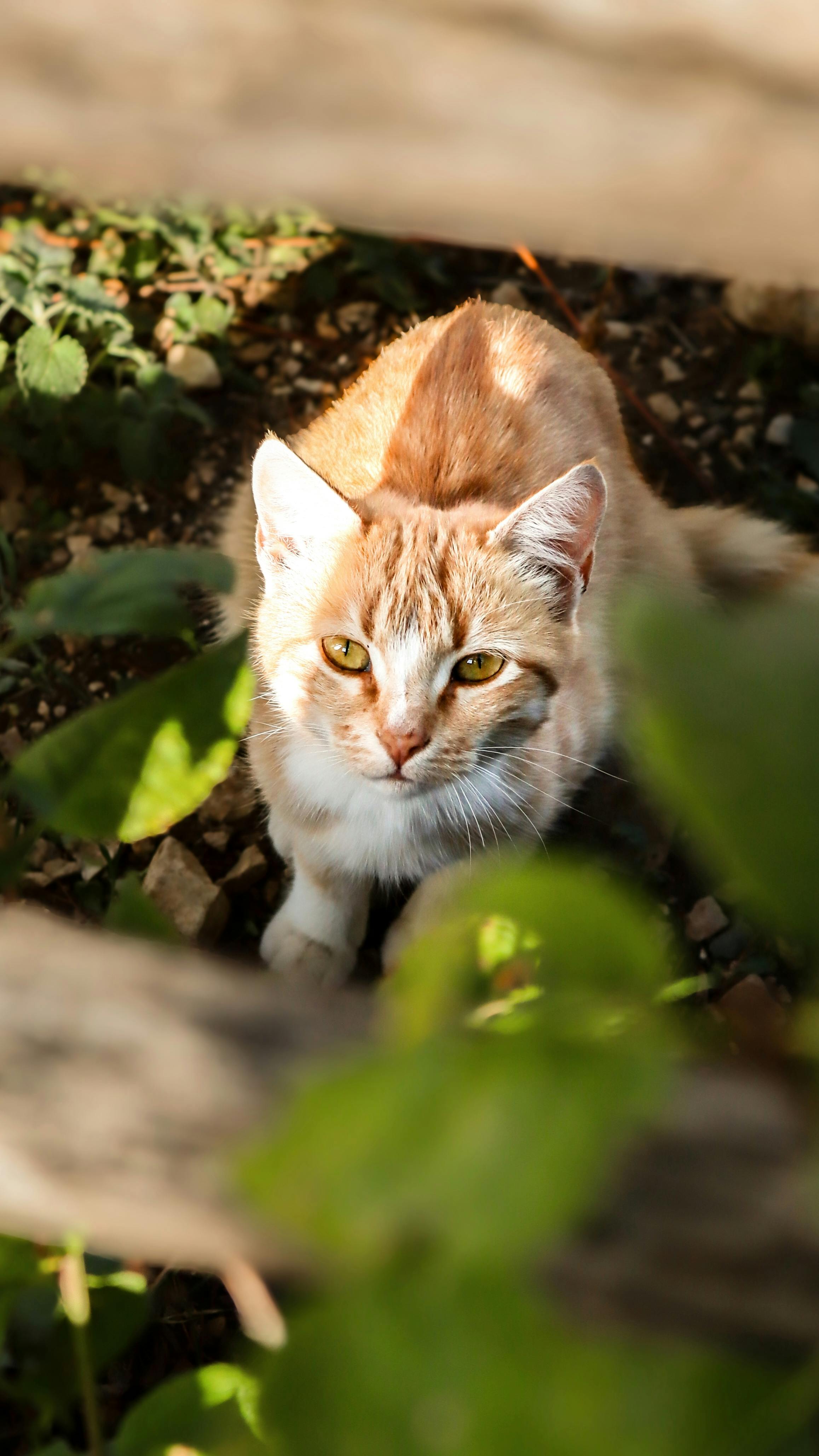 Reinigungsmittel für Katzenurin