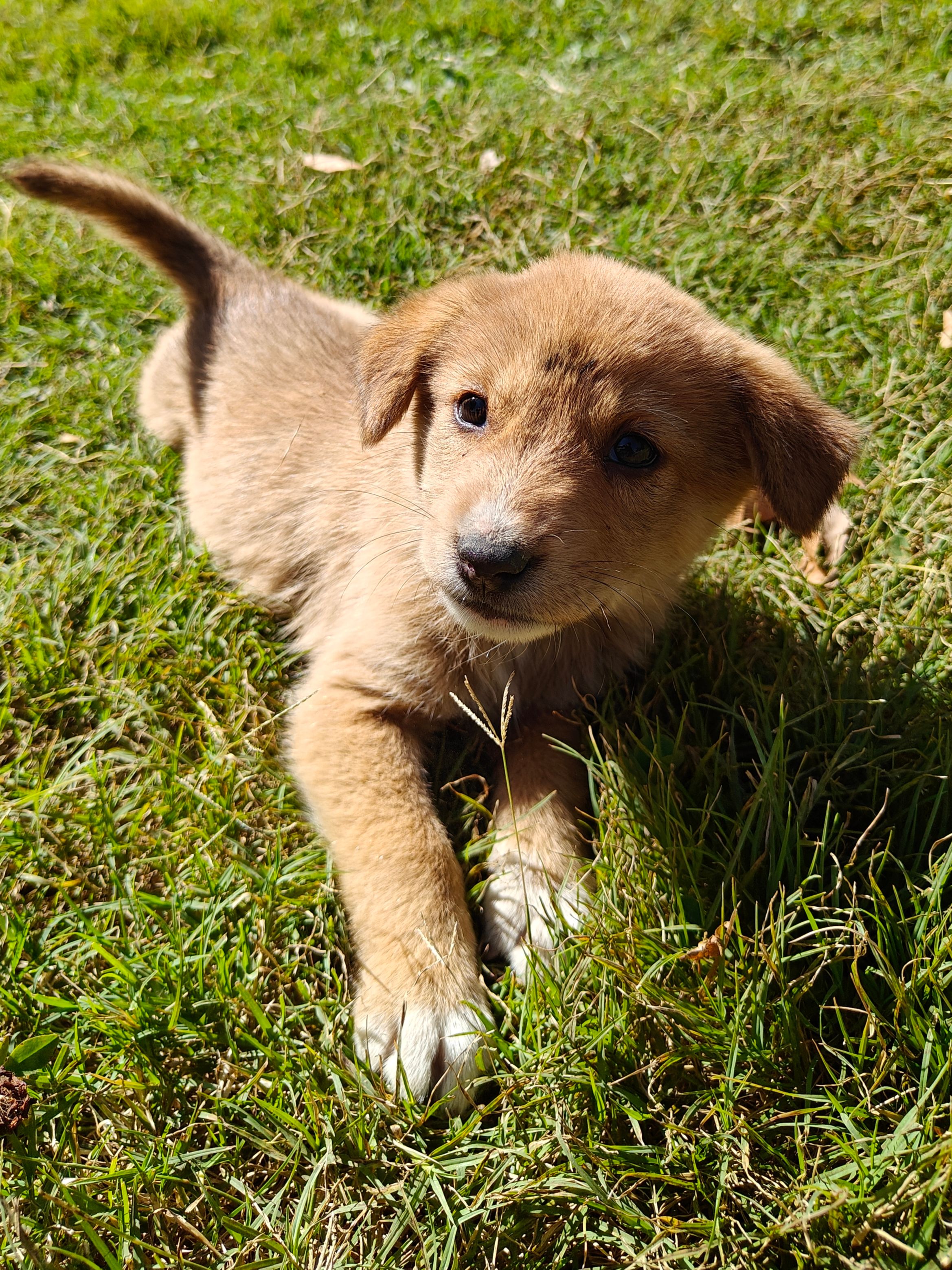 Adorable Puppy Playing on Lush Green Grass · Free Stock Photo