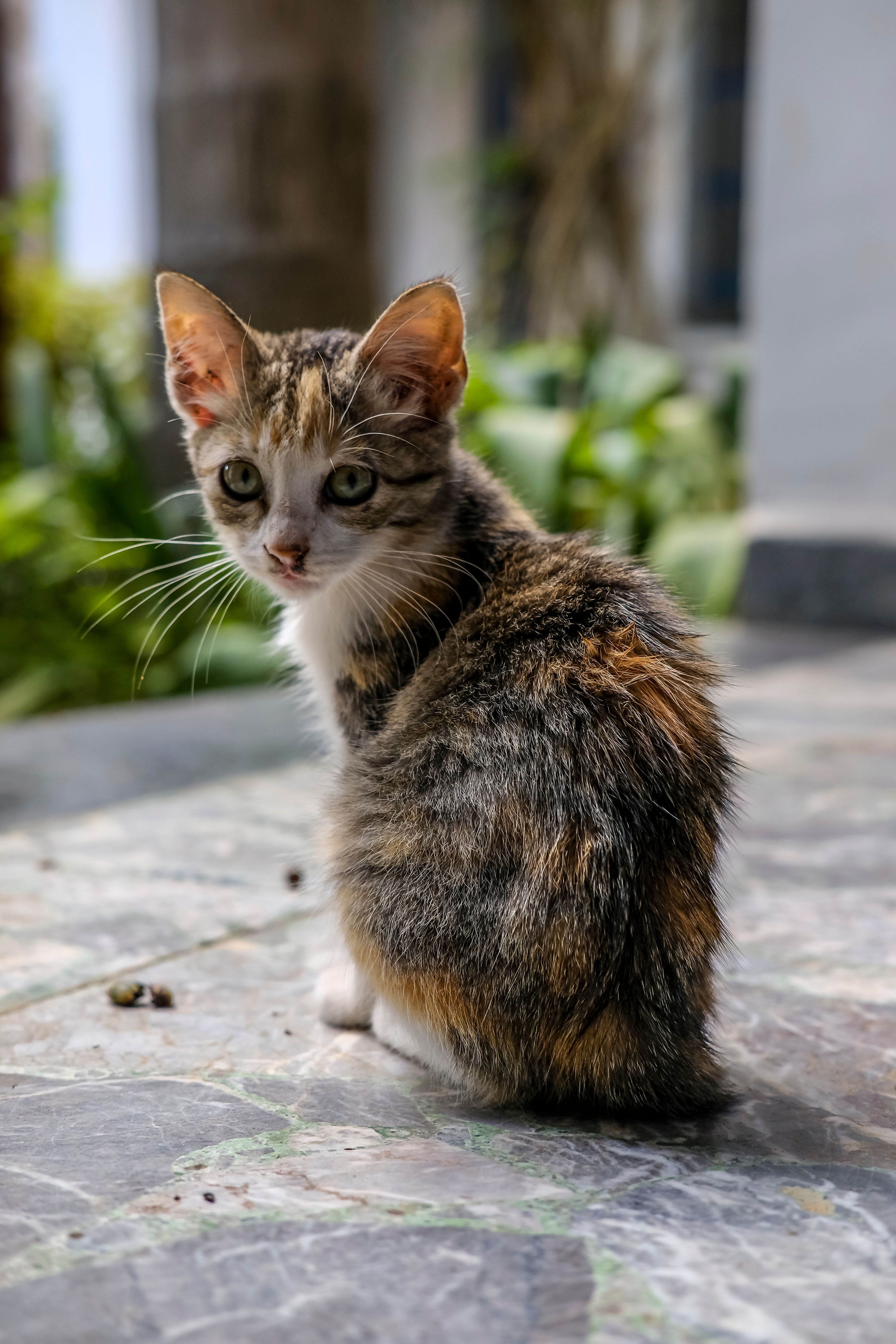 Adorable Kitten Sitting on Outdoor Patio · Free Stock Photo