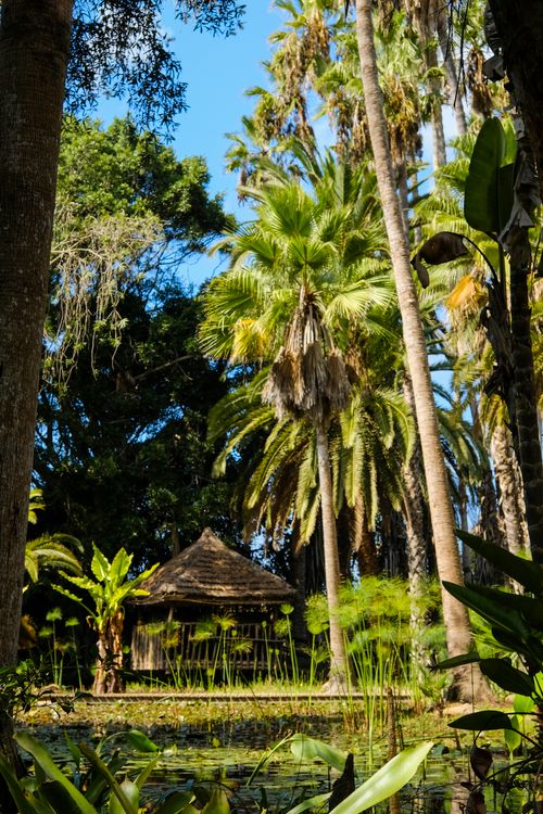 Free Serene tropical scene featuring diverse palm trees and traditional hut by a pond. Stock Photo