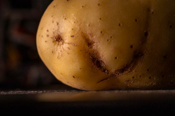 imperfect produce box