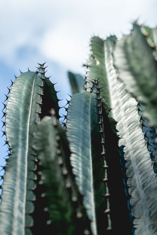 Free Detailed view of a vibrant green cactus under a clear blue sky. Stock Photo