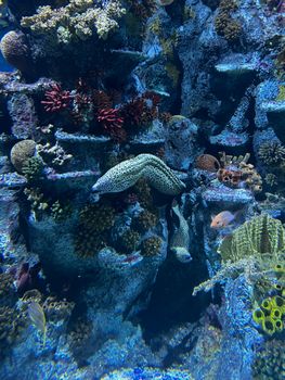 Colorful coral reef teeming with diverse marine life and vibrant fish in a natural underwater setting.