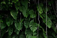 Lush Monstera Foliage in Natural Setting