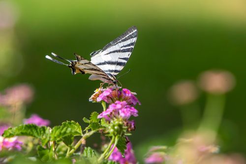 Free A close-up of a scarce swallowtail butterfly feeding on vibrant pink flowers. Stock Photo