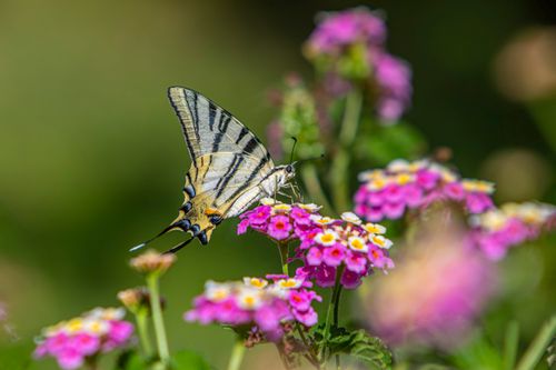 Free A macro shot of a Scarce Swallowtail butterfly on colorful summer flowers. Stock Photo