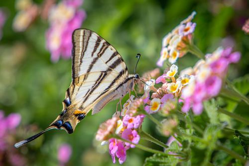 Free A close-up of a scarce swallowtail butterfly on colorful flowers, showcasing nature's beauty. Stock Photo