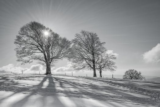 A tranquil winter scene with snow-covered fields and bare trees in Oberried, Germany.