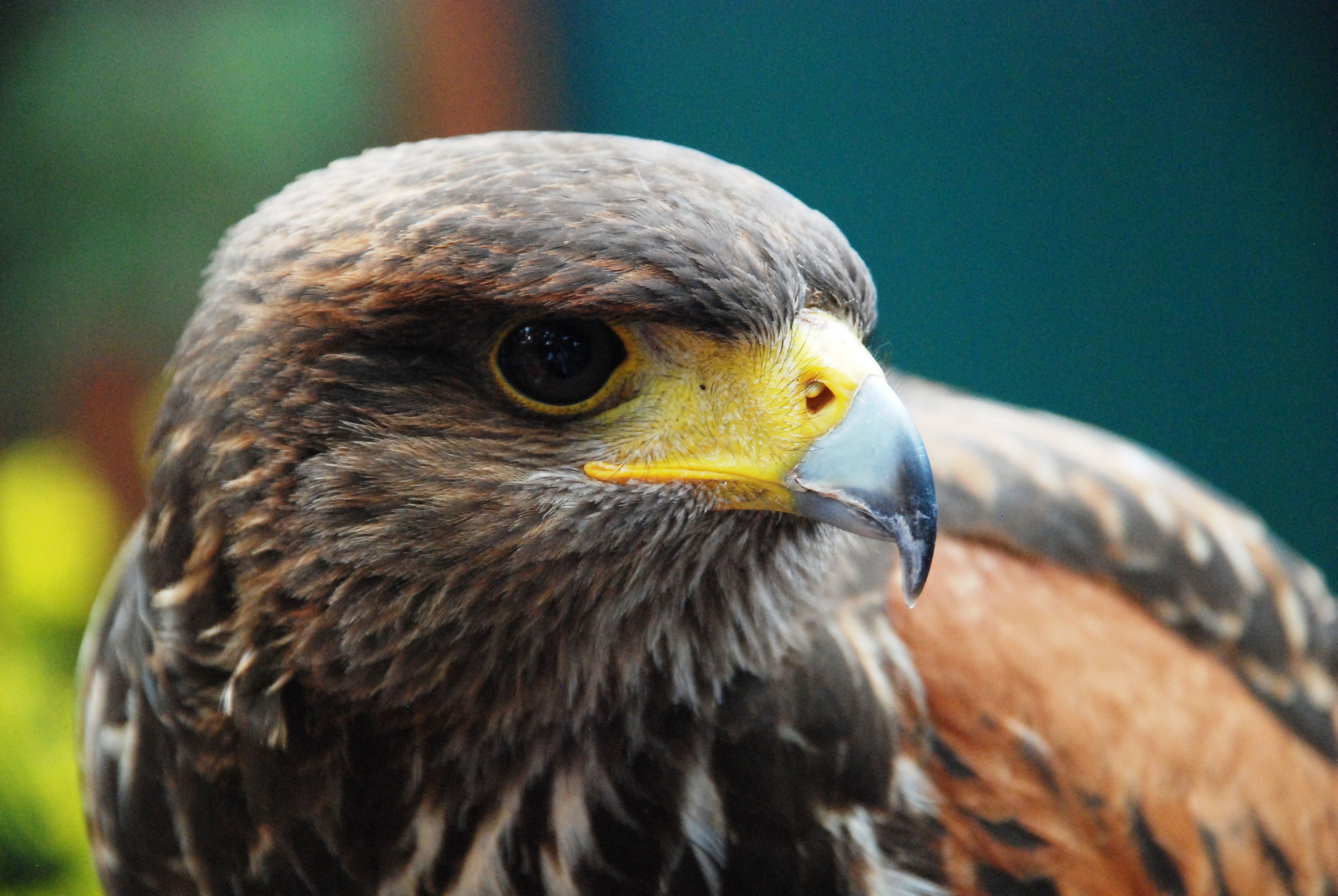 Detailed close-up photo of a Harris's Hawk showcasing its sharp features and plumage.