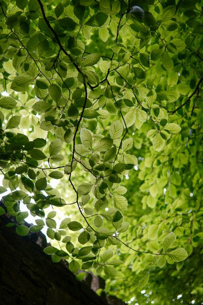 Sunlight filtering through tree leaves showing healthy air flow between branches
