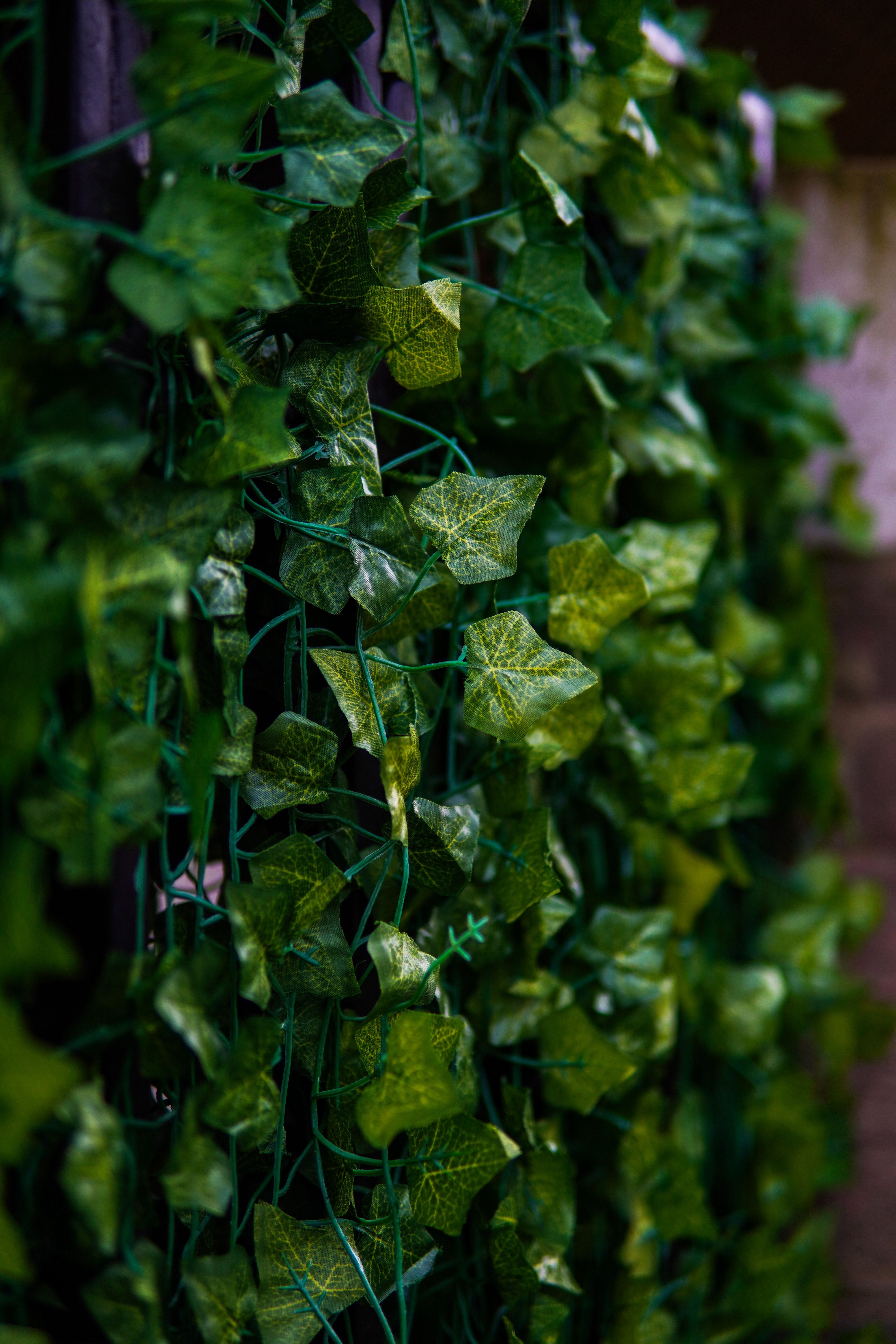 free-photo-of-close-up-of-lush-green-ivy-leaves-outdoors.jpeg?auto=compress\u0026cs=tinysrgb\u0026w=1600\u0026loading=lazy