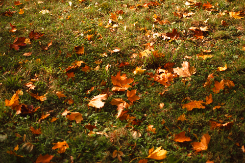 Free Vibrant autumn leaves scattered across lush green grass create an enchanting fall landscape. Stock Photo