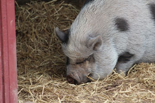A large pig rests peacefully on a bed of straw inside a barn.