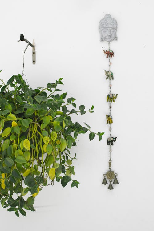 Free Green Devil's Ivy Plant Stock Photo