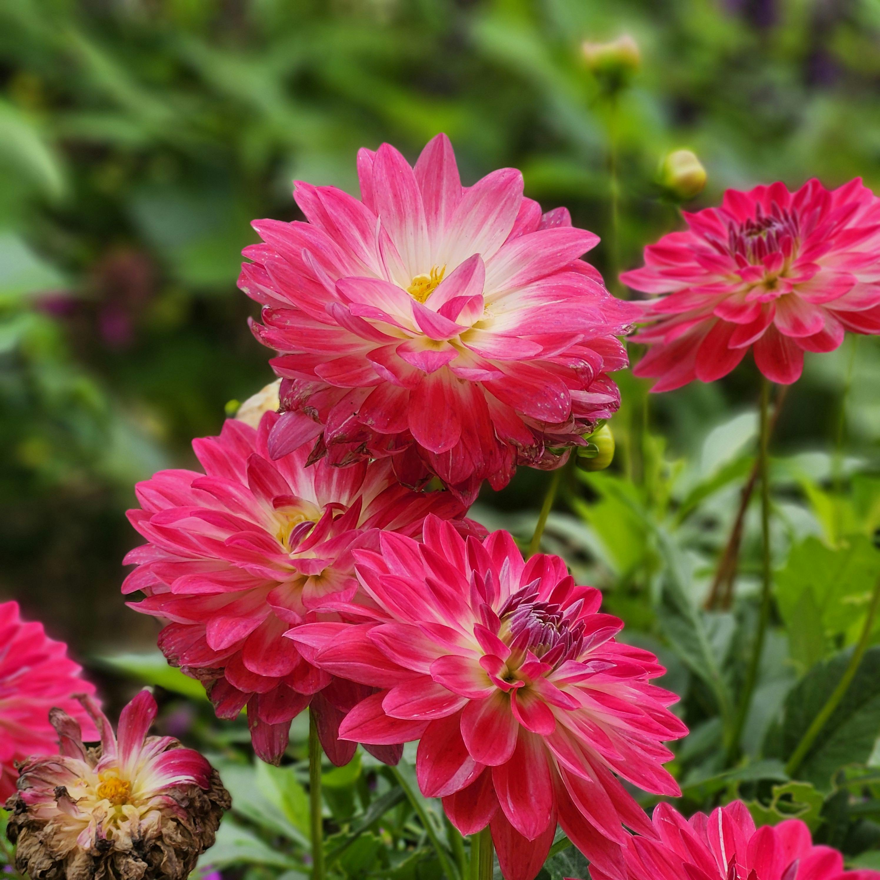 [ColoSach]-close-up-of-pink-dahlia-flowers-blooming-outdoors-in-a-lush-garden.