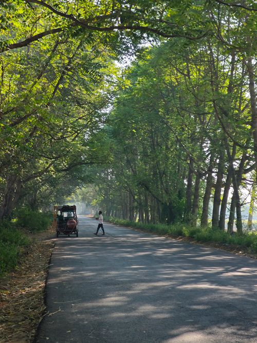 Free Peaceful rural street in Ganaur lined with lush green trees, a small vehicle parked, under a cloudless sky. Stock Photo