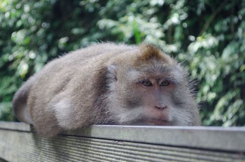 Free A macaque monkey rests leisurely on a wooden rail in a lush green forest. Stock Photo