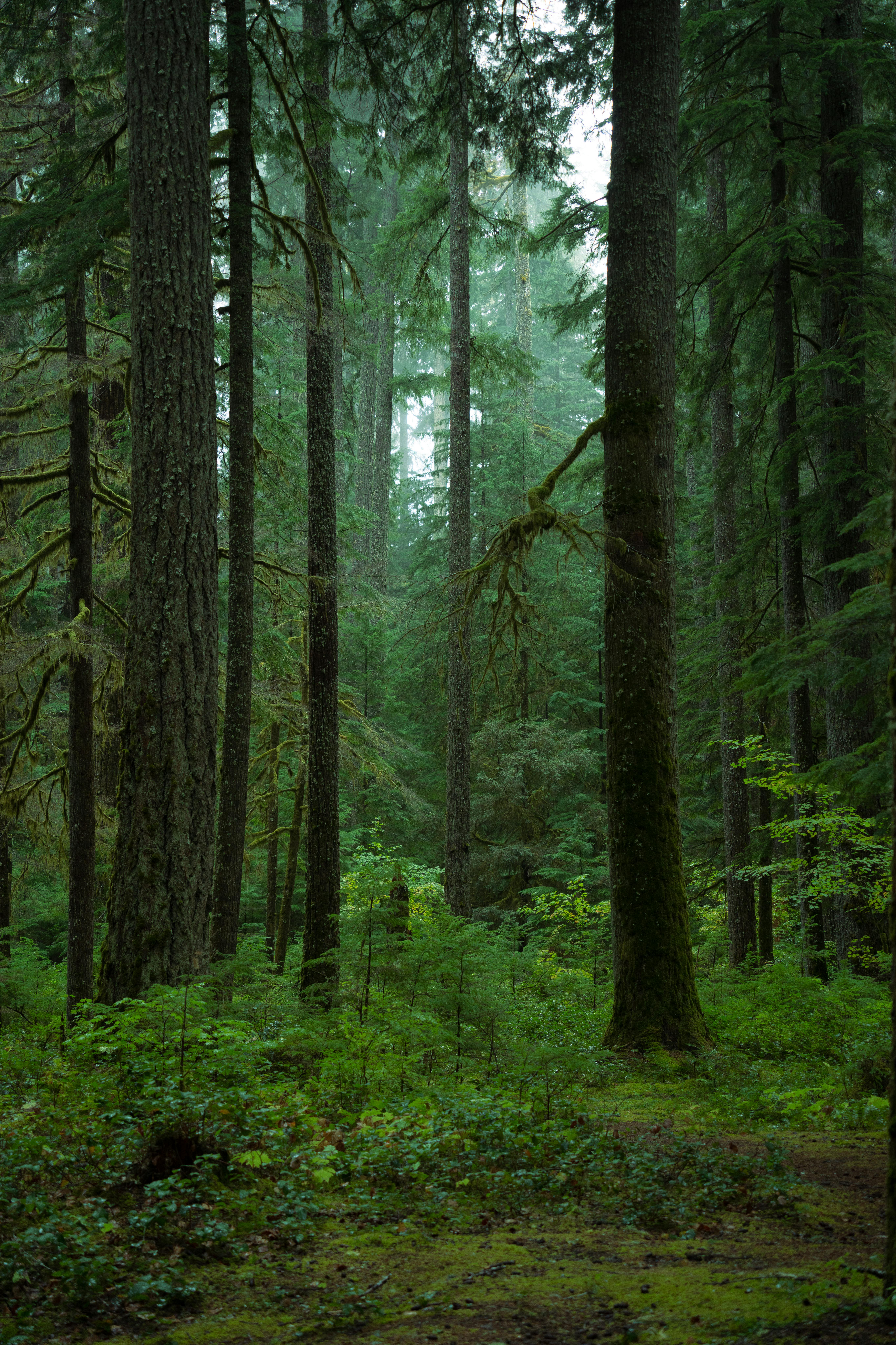 Serene Forest Landscape in Washington State · Free Stock Photo, image size:5461x8192