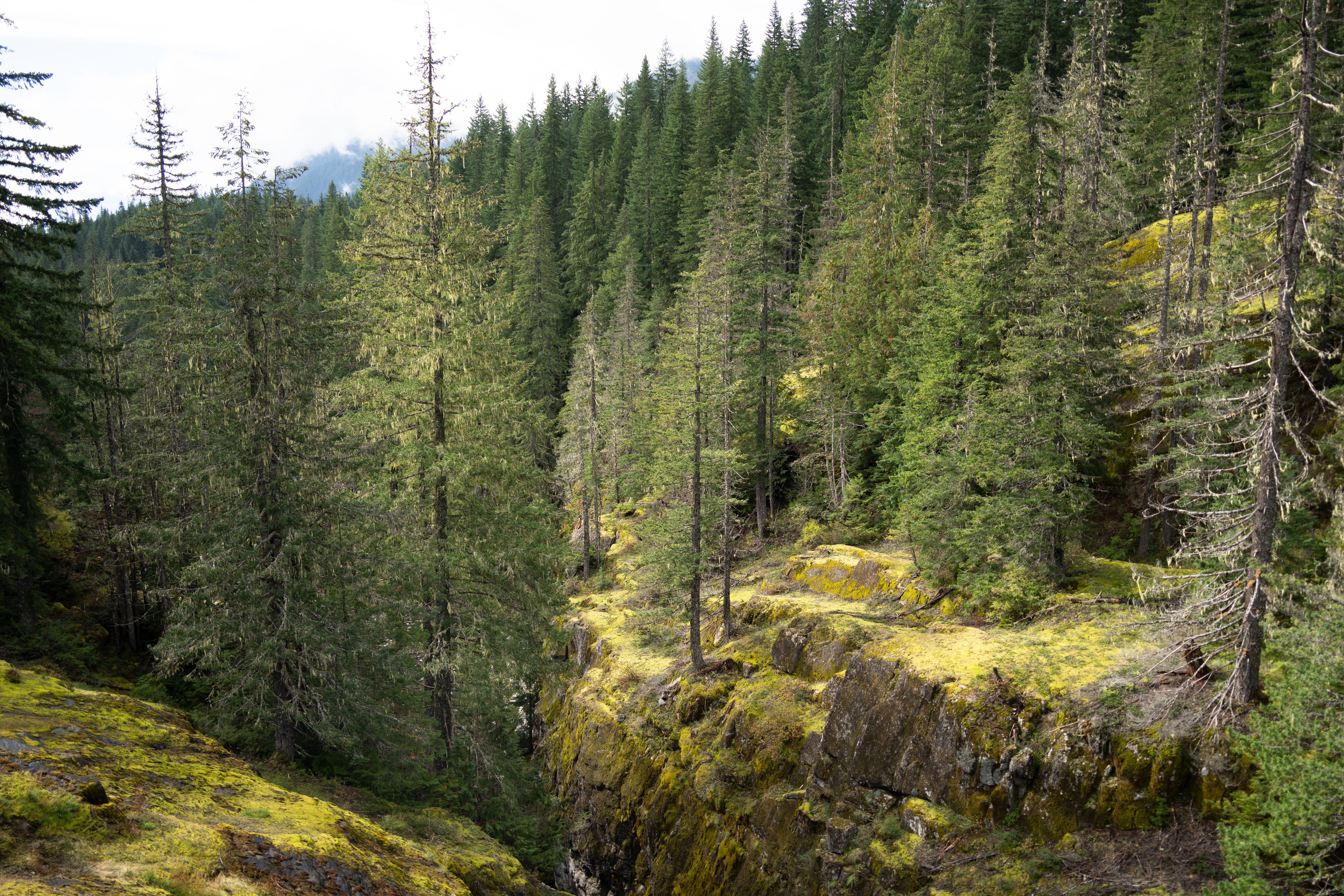 Explore the lush, tranquil forests of Mount Rainier in Washington, USA.
