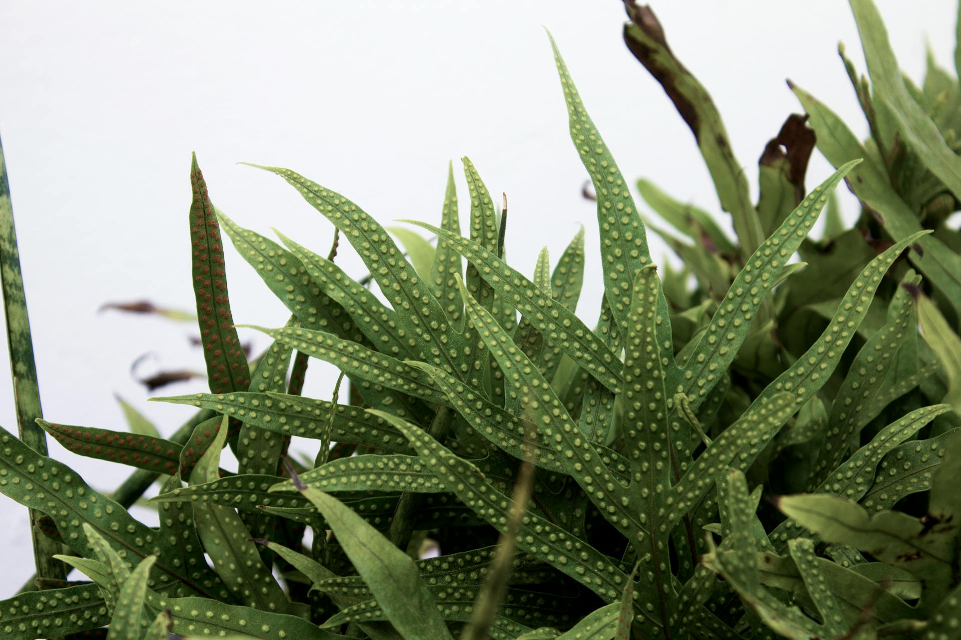 A detailed close-up of lush green polka dot begonia leaves showcasing their natural texture.