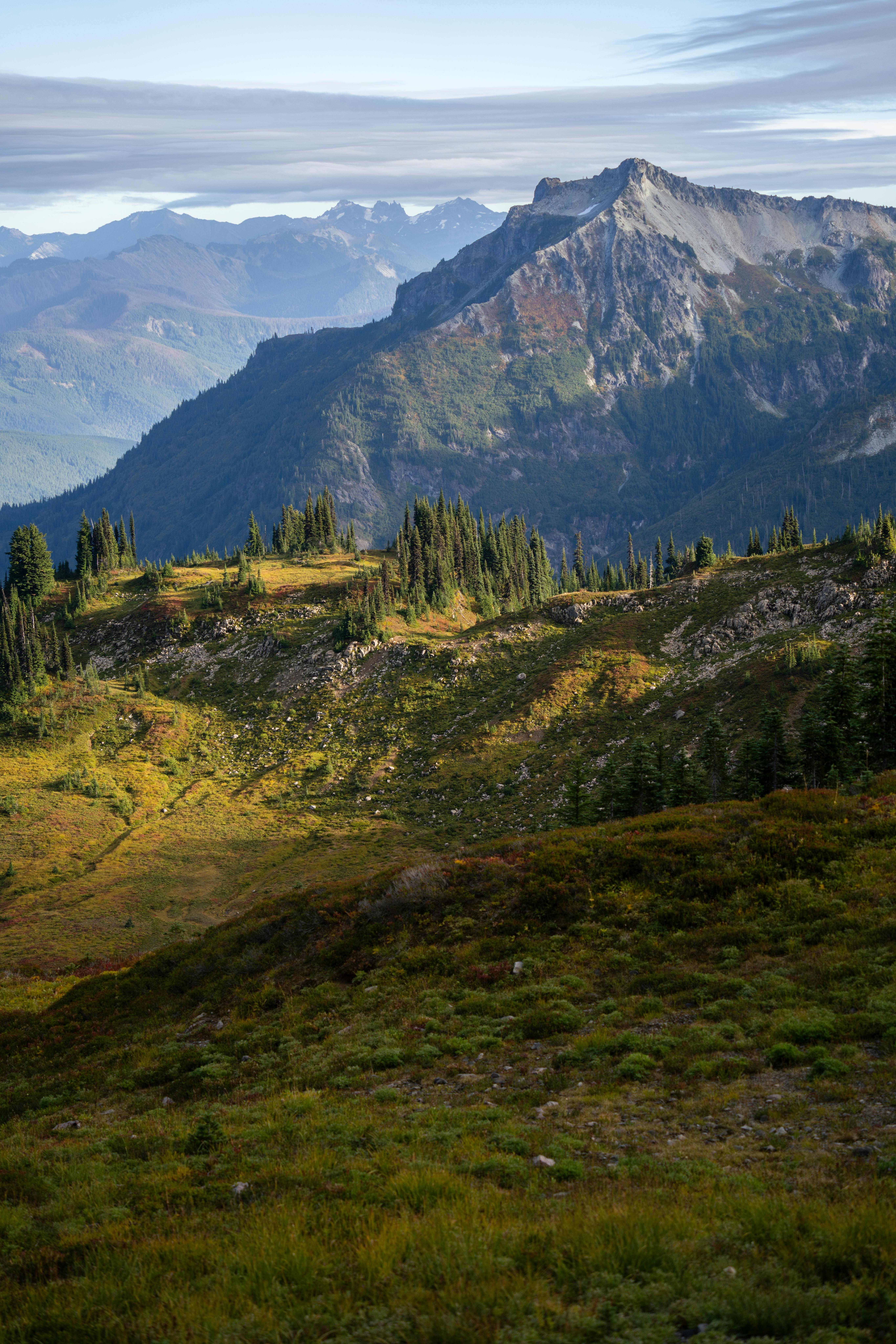Wildflower meadow with Mount Rainier in the distance under a clear summer sky