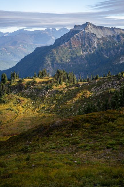 Wildflower meadow with Mount Rainier in the distance under a clear summer sky