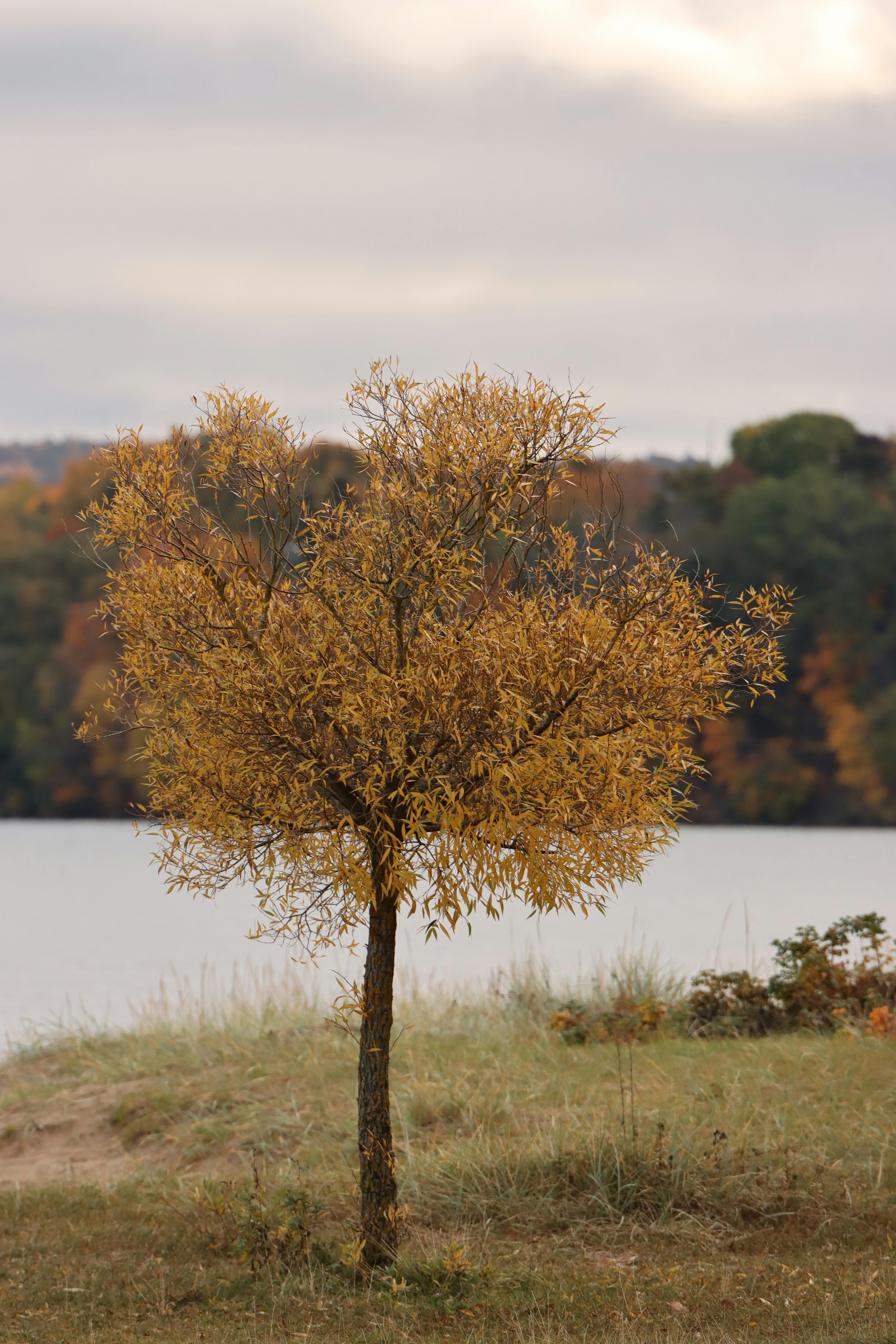 lonely autumn tree by swedish lake