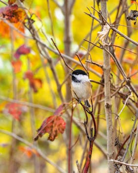 A chickadee perched amidst colorful autumn foliage, showcasing vibrant seasonal colors. by Ola Of Orleans