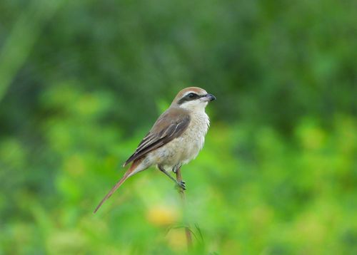 Free A Brown Shrike perched among lush greenery, showcasing nature's elegance. Stock Photo