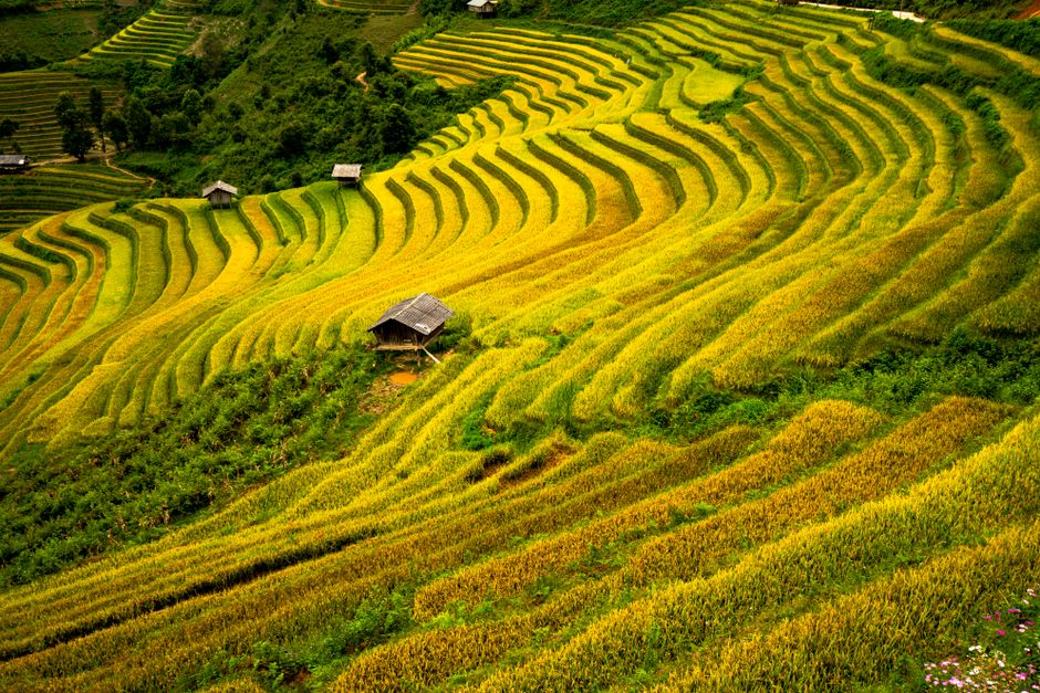 Vibrant golden rice terraces in Vietnam create a stunning landscape, showcasing agricultural beauty.