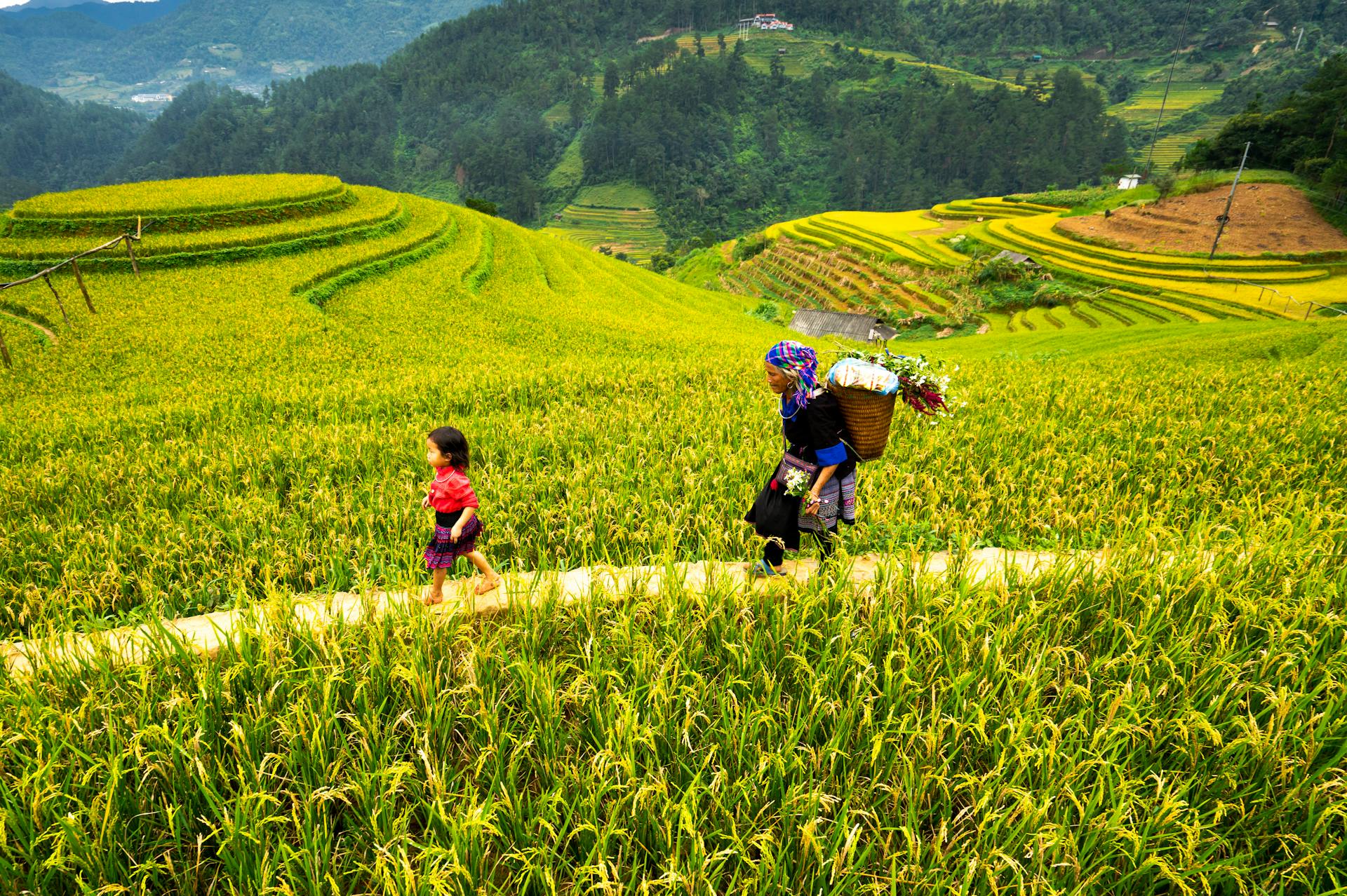 Scenic View of Farmers in Rice Terraces