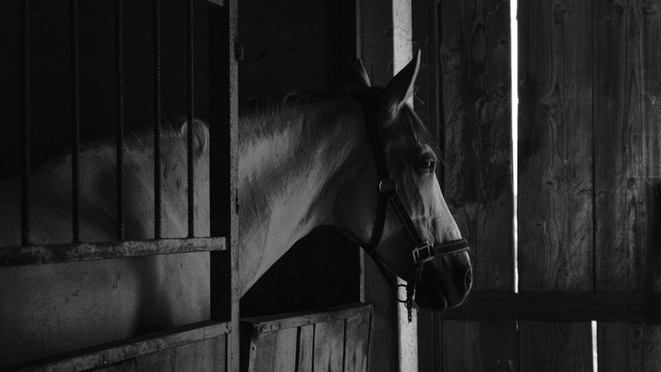 Artistic black and white portrait of a horse inside a stable in Korçë, Albania.