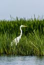 Photo of Great Egret Standing on Grass Near Body of Water