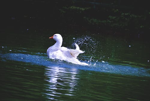 Free stock photo of bird, mother nature, splash