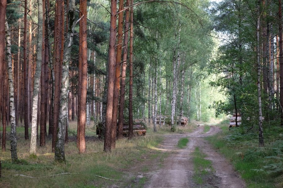 Peaceful forest path