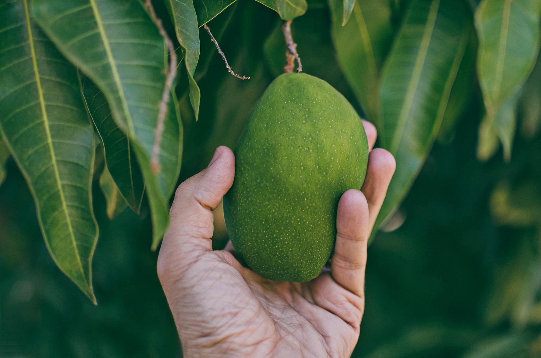 a person holding a mango